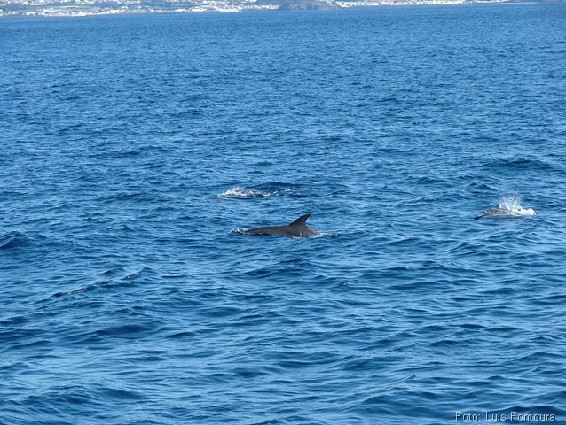 [foto 3 - Açores - golfinhos[8].jpg]
