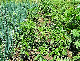 Pimentos cebolas e tomates da horta