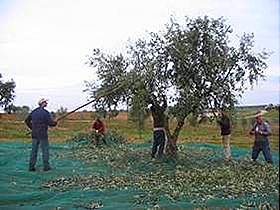 Em outros tempos para mantas de sarapilheira e mais tarde para toldos estendidos pelo chão, ranchos de homens varejam a rama das oliveiras e as mulheres, de olhos no chão apanham a azeitona que ressalta para fora daqueles.