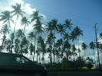 Palm trees, palm trees