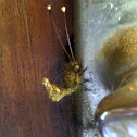 Owl Fly