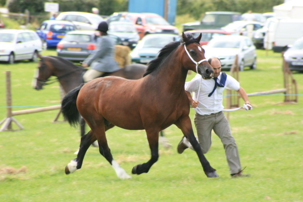 Newydd Megan Felinfach Show 2007 2 Newydd Megan Felinfach Show 2007 2