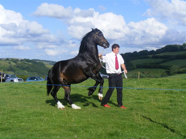 Lloyd and Star at Gwenddwr Show Lloyd and Star