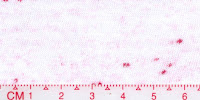 Bleached_Red1x1