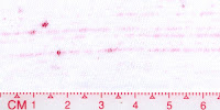 Bleached_Red1x2
