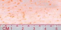 NEP-0120U-Bleached-by-Buyer