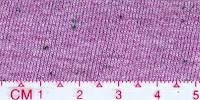 COOL-0052 (Bleached by buyer)