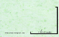 NEP-0124U<br />
(Bleached-Green Luminous)