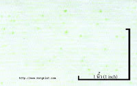 NEP-0124U<br />
(Bleached-Green Luminous1x3)