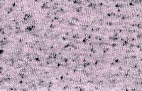 1: (NPPR-12535)  X 0:(T/R) ::