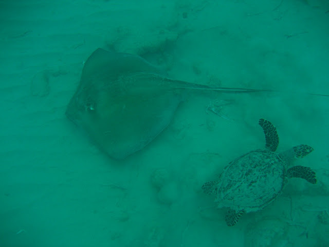 Raies et Tortues