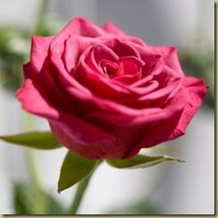 rosa rosa