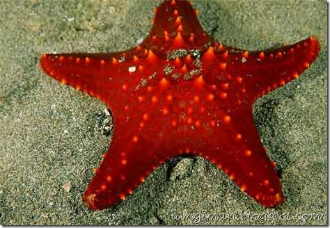 starfish