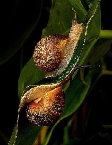 snail trail snail trail
