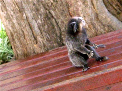 macaquinho.jpg