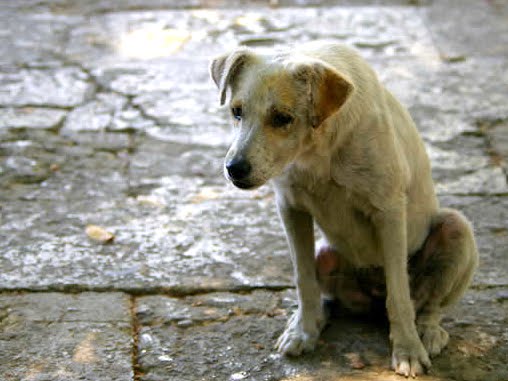 cachorro-vira-lata1.jpg