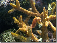 Aug24_SeaHorse3