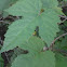 Grape