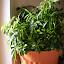 iiixvix's Houseplants (Schefflera Arboricola) garden