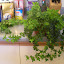 Hedera Helix 'English Ivy'