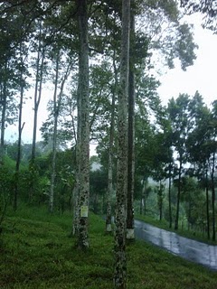 jabon
