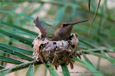 Hummingbird on Nest - MacDonald Highlands Henderson, NV