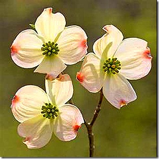 Dogwood+blossom+meaning