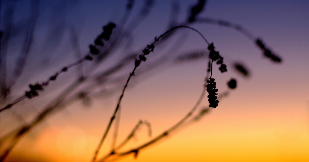 26+ Foto Bokeh Sunset Gif