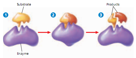 [enzyme[7].png]
