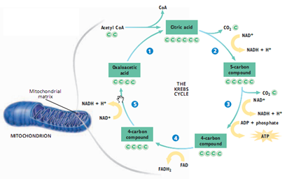  Aerobic Respiration