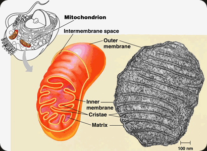 mitokondria