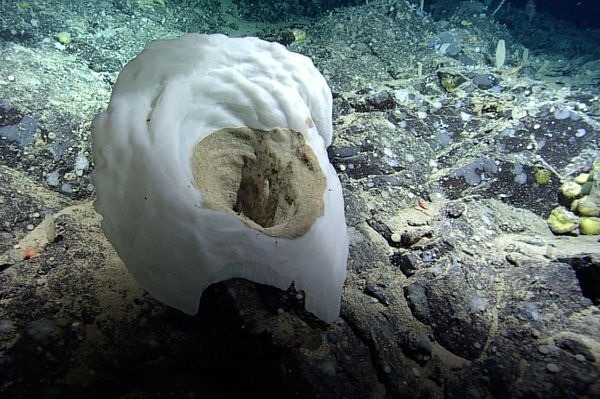 [vase sponge[2].jpg]