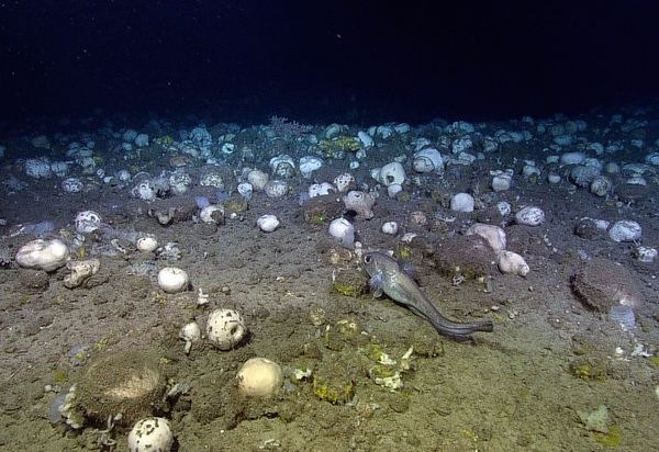 [sponge bed[2].jpg]