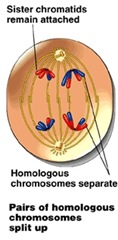  Reproduksi Sel (3) : Meiosis (plus video animasi)