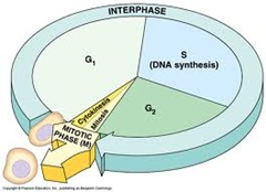  Reproduksi Sel (2) : Amitosis dan Mitosis (plus video animasi)