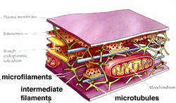  Organel organel sel