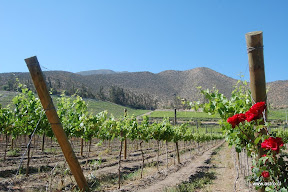Elqui Stars and Wines