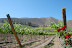 vinedos-vina-falernia-2.JPG