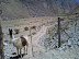 fundo-huanta-vina-falernia-6.jpg