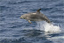 delfin-nariz-de-botella.jpg