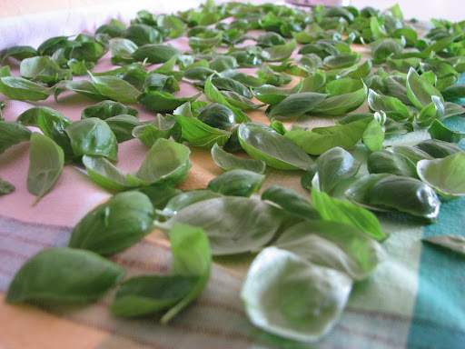 basil from Genoas Pra district, widely accepted as the best for making pesto