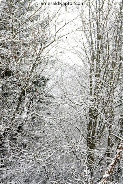 Snø på trærne