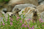 Fleurs, bouquetins et marmottes