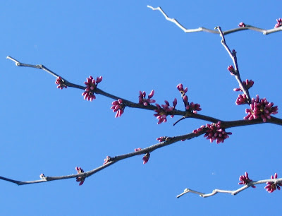 redbud branches in spring