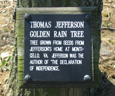 Thomas Jefferson golden rain tree