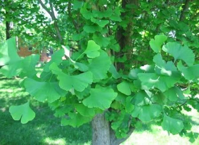 Henry Clay Ginkgo Biloba