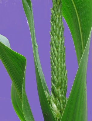 sweet corn tassel