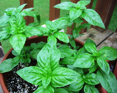 Herb Growing Tips on Organic Gardening   A Beginner S Guide  Add Some Herbs To Your Garden