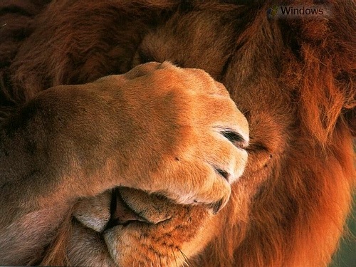 [lion ashamed[7].jpg]