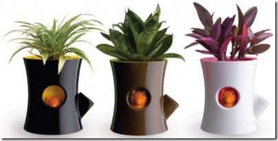 plantes en pot